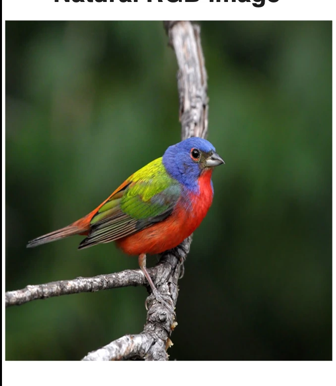 Painted Bunting bird from paper Figure 1