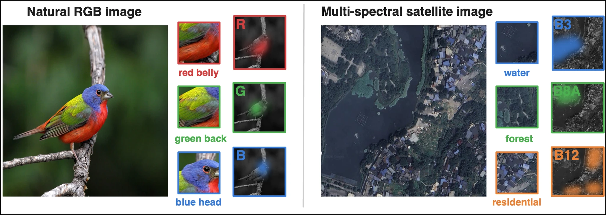 Paper Figure 1 showing Painted Bunting RGB colors and Sentinel-2 multispectral evidence in water, vegetation and built-up areas